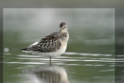 Stilt Sandpiper