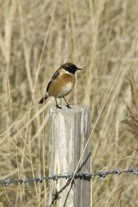 Stonechat