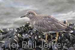 Surfbird