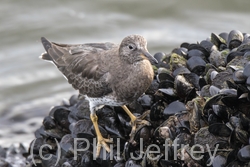 Surfbird