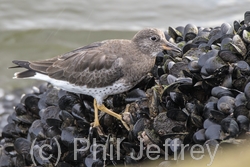 Surfbird