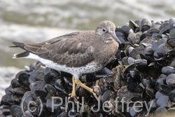 Surfbird
