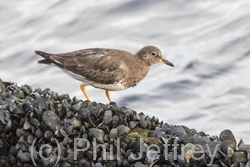 Surfbird