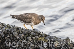 Surfbird