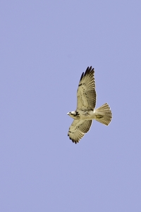 Swainson's Hawk