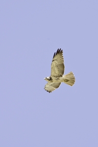 Swainson's Hawk