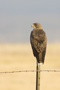 Swainson's Hawk