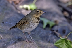 Swainson's Thrush