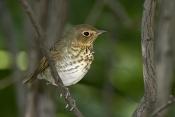 Swainson's Thrush