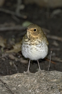 Swainson's Thrush