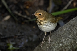 Swainson's Thrush