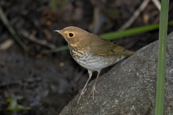 Swainson's Thrush