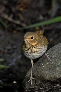 Swainson's Thrush
