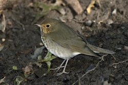 Swainson's Thrush