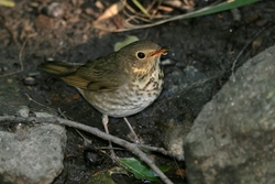 Swainson's Thrush