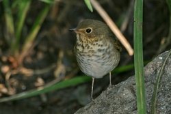 Swainson's Thrush