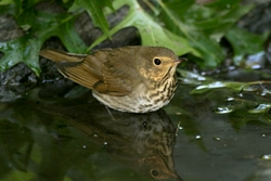 Swainson's Thrush