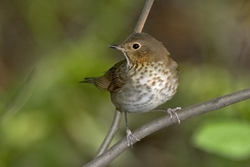 Swainson's Thrush