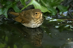 Swainson's Thrush