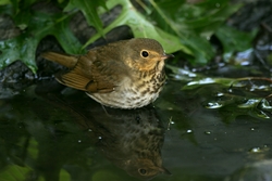 Swainson's Thrush