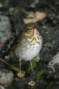 Swainson's Thrush