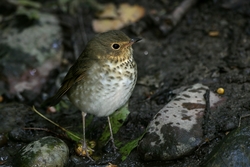 Swainson's Thrush