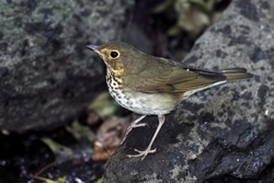 Swainson's Thrush