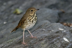 Swainson's Thrush