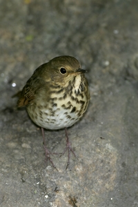 Swainson's Thrush