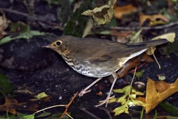 Swainson's Thrush