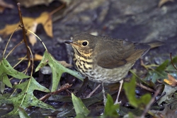 Swainson's Thrush