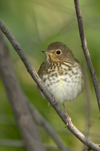 Swainson's Thrush