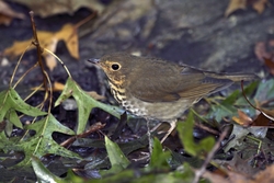 Swainson's Thrush