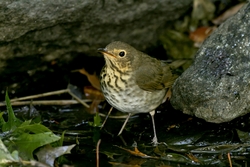 Swainson's Thrush