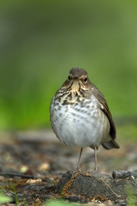Swainson's Thrush
