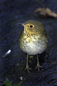 Swainson's Thrush