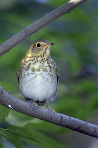 Swainson's Thrush