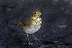 Swainson's Thrush