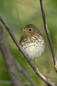 Swainson's Thrush