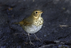Swainson's Thrush