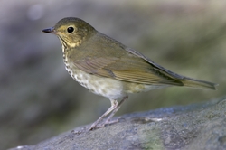 Swainson's Thrush