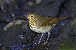 Swainson's Thrush