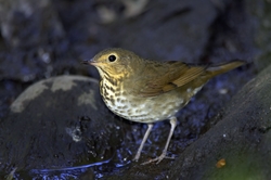 Swainson's Thrush