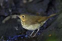 Swainson's Thrush