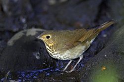 Swainson's Thrush