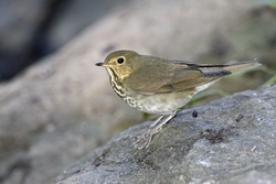 Swainson's Thrush