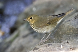 Swainson's Thrush