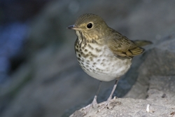 Swainson's Thrush