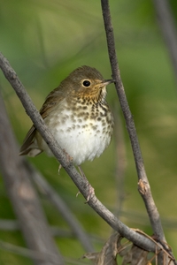 Swainson's Thrush