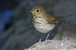 Swainson's Thrush